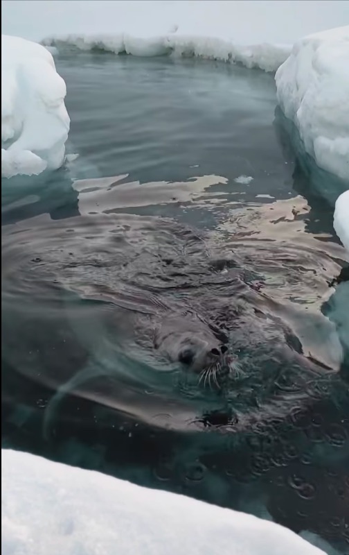 На станції Академіка Вернадського тюлень-крилеїд полює на їжу попід берегом (фото)