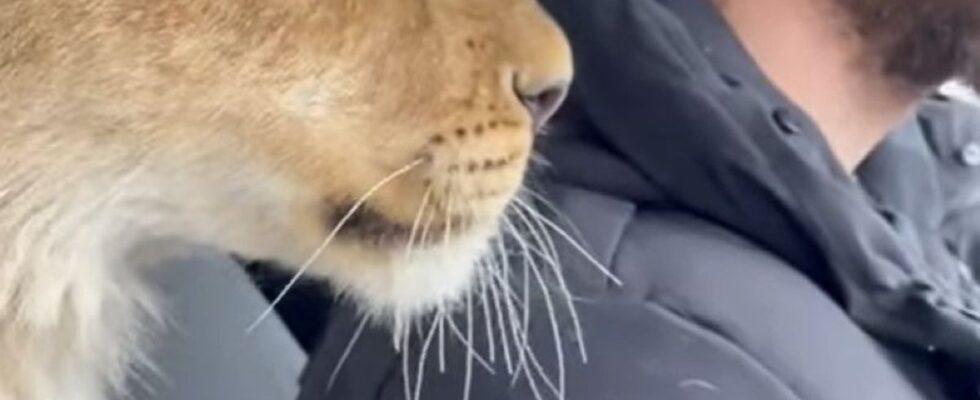 Чоловік поділився відео, на якому без жодного страху поцілував левицю