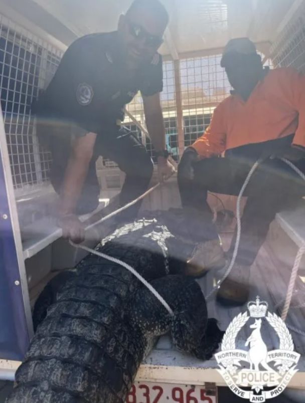 Крокодила, який кидався на дітей, спіймали і приготували на "традиційному бенкеті" – фото
