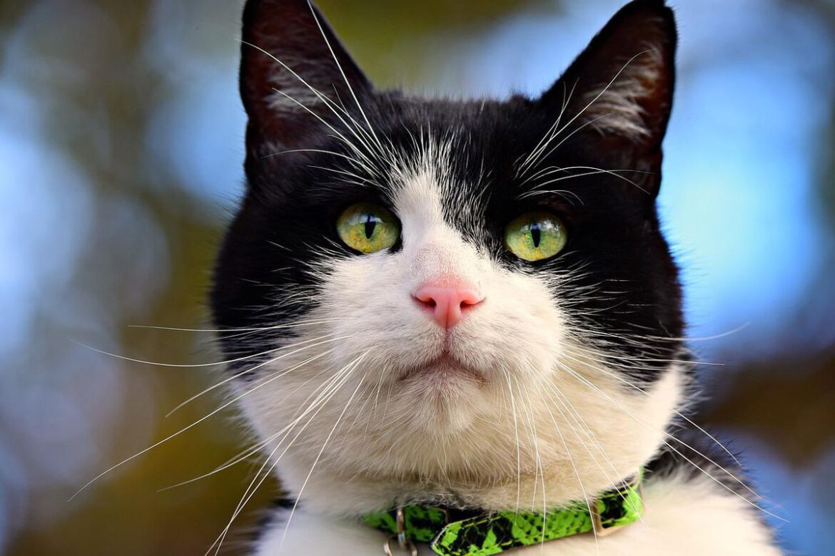 Серця користувачів інтернету підкорив милий кіт-листоноша