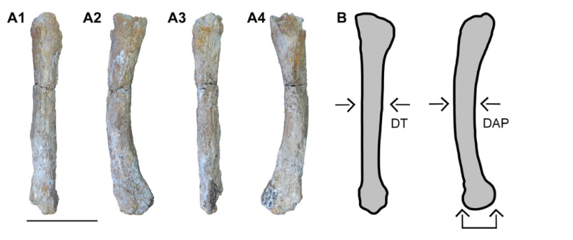 В Італії знайшли кістку найдавнішого в Південно-Західній Європі печерного лева