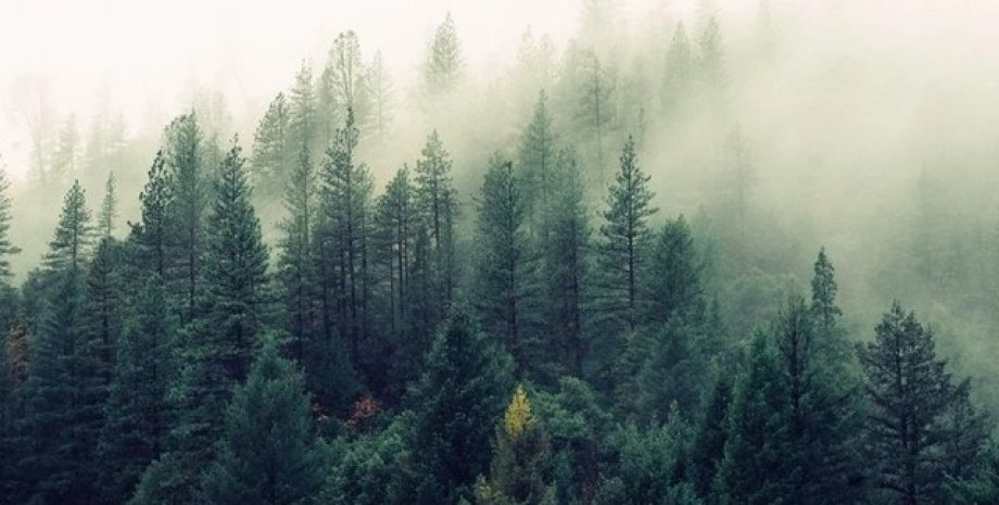 рослинність, ліси, вуглець