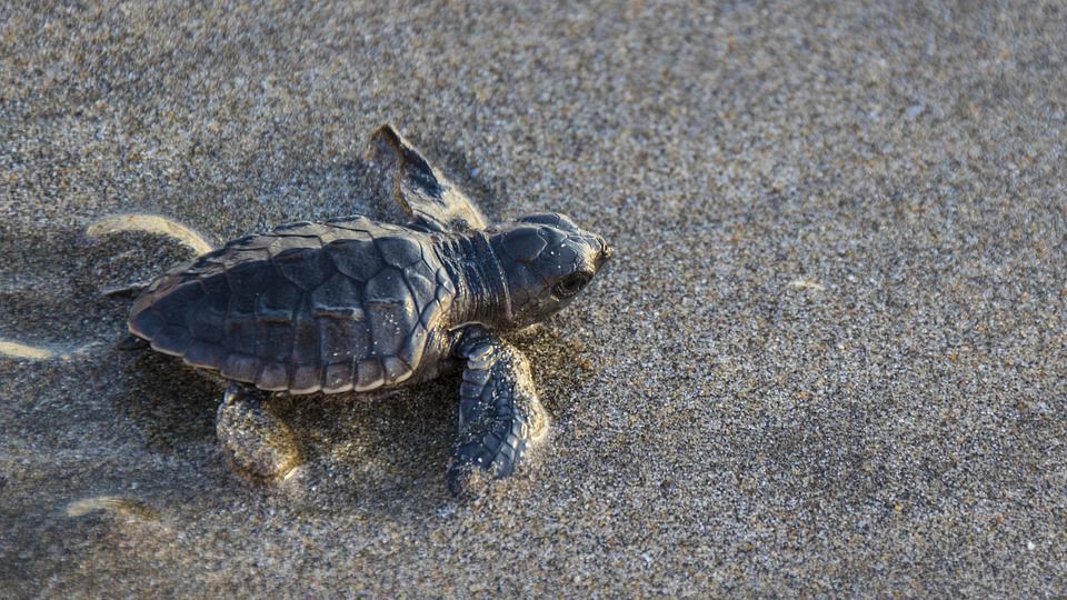 В Ізраїлі морських черепах вилікували майонезом від отруєння мазутом