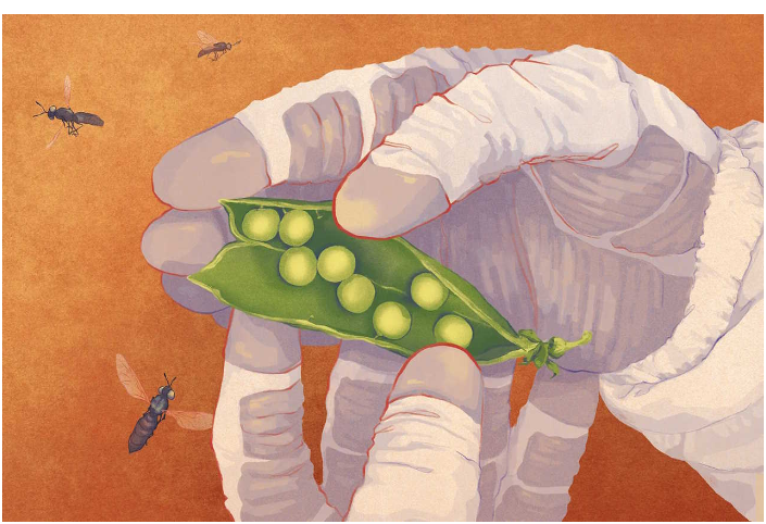 Горох проріс у штучному марсіанському ґрунті завдяки личинкам мух