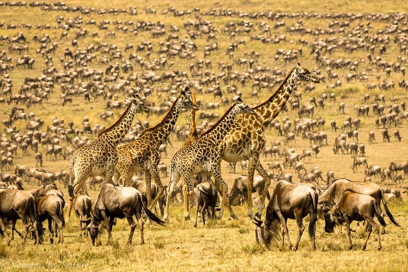 Науковці стали свідками найбільшої міграції тварин в Африці