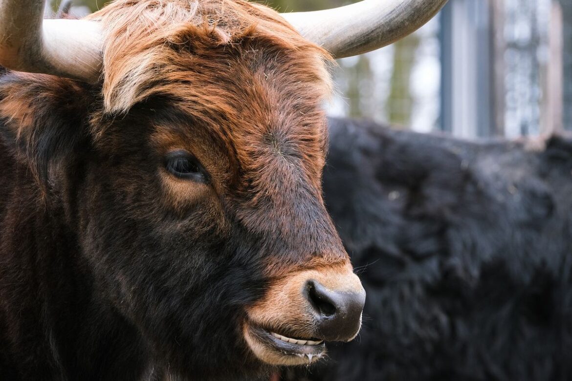 Опубліковано відео з биком, що увірвався до ізраїльського банку та влаштував переполох