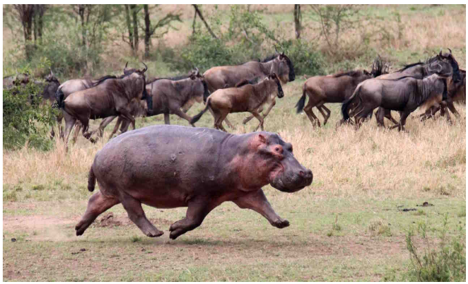 Бегемоти «підлетіли» у повітрі під час бігу