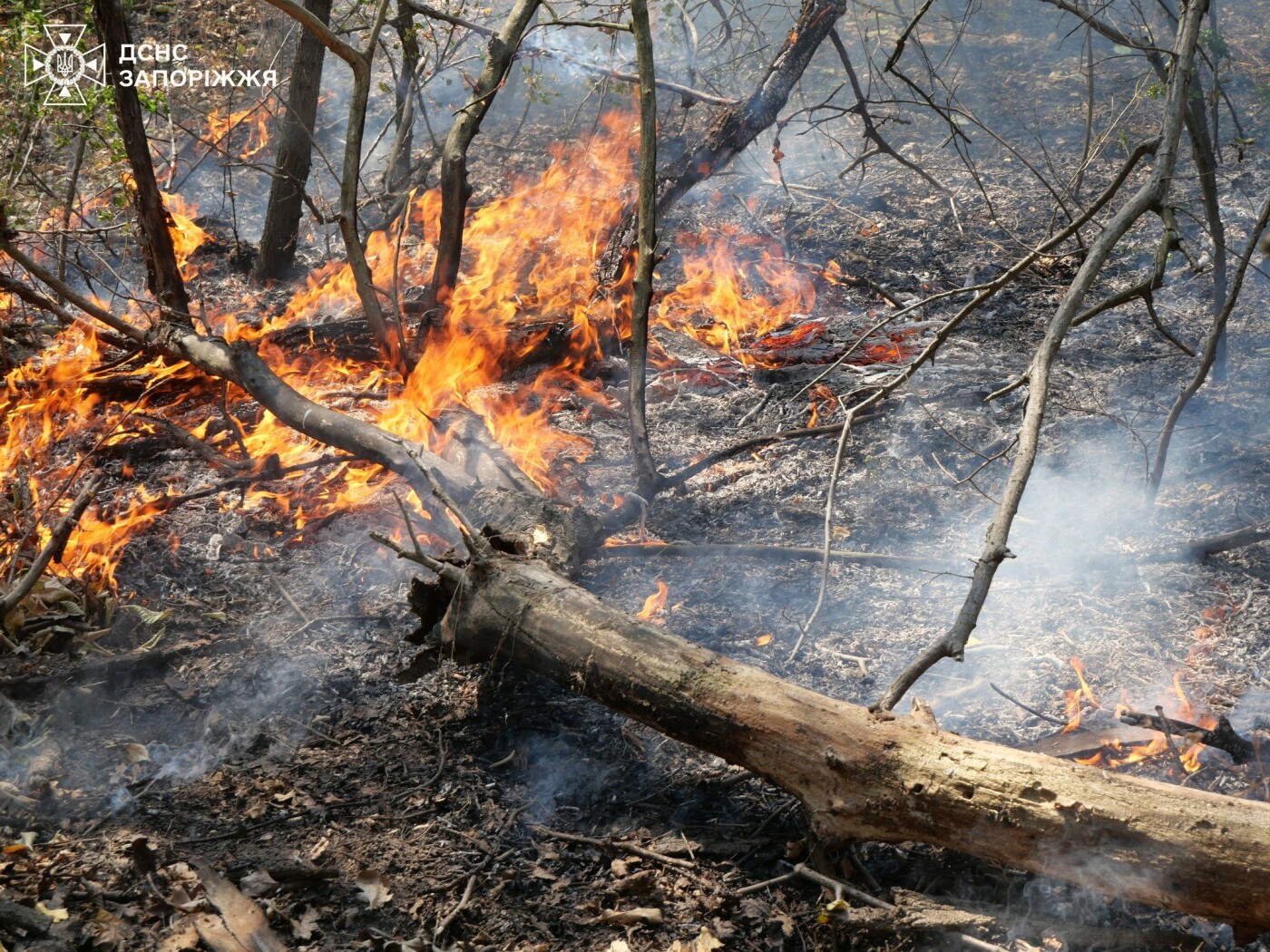 Запорізькі рятувальники ліквідували декілька займань на Хортиці