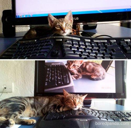 Невероятная подборка снимков кошек «тогда и сейчас» (ФОТО)