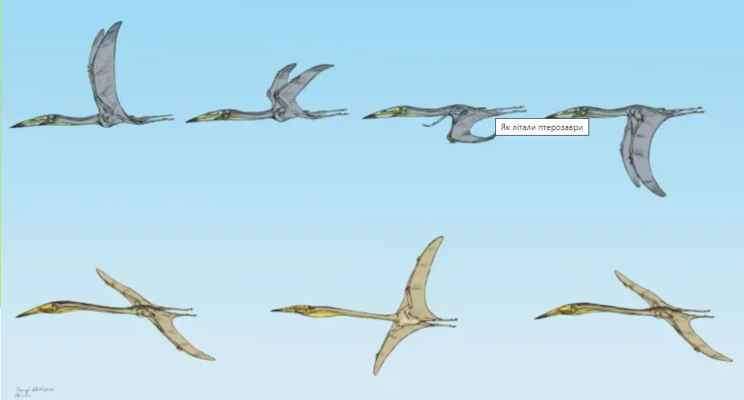 Ученые обнаружили сходство в полете птерозавров и современных птиц