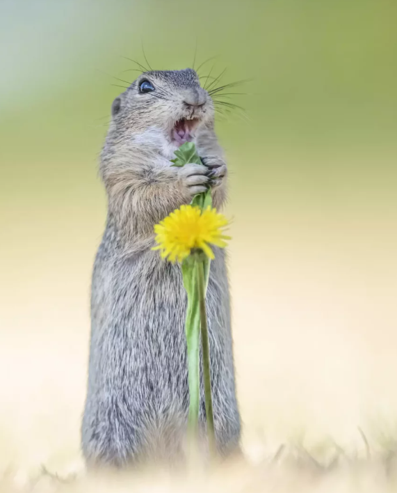 Пінгвіни, єноти, ведмеді: найсмішніші фото тварин з конкурсу Comedy Wildlife Awards 2024