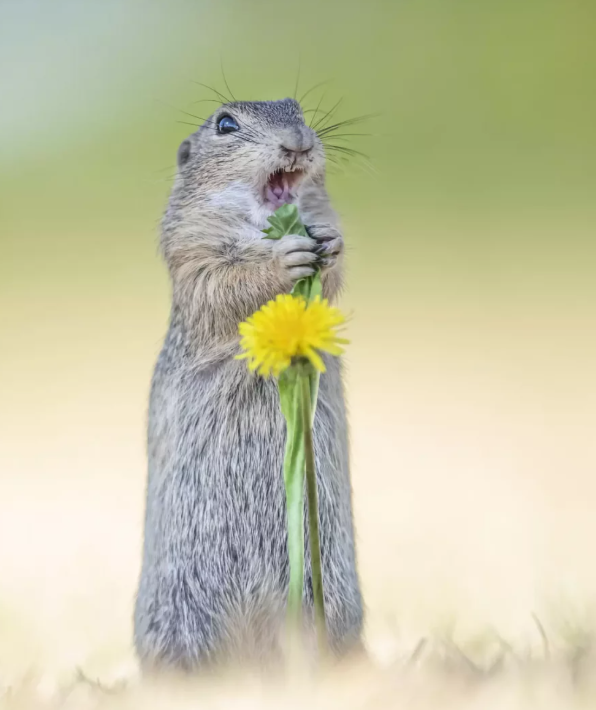 Пінгвіни, єноти, ведмеді: найсмішніші фото тварин з конкурсу Comedy Wildlife Awards 2024