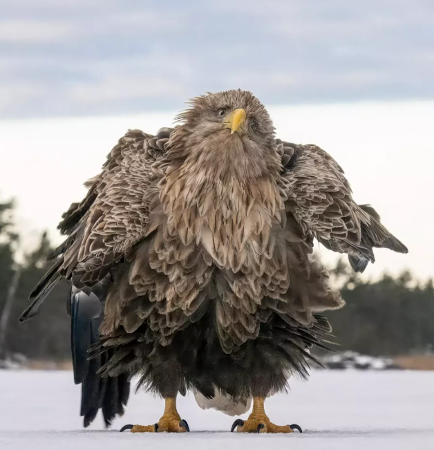 Пінгвіни, єноти, ведмеді: найсмішніші фото тварин з конкурсу Comedy Wildlife Awards 2024