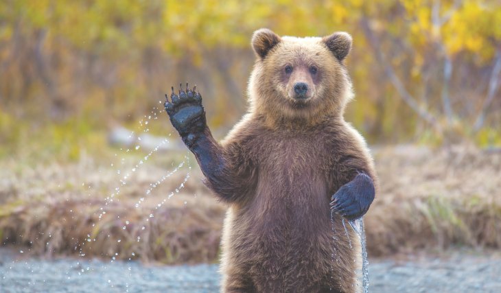 Любящего выпечку медведя дважды выдворяли из города, но он снова вернулся (ФОТО)