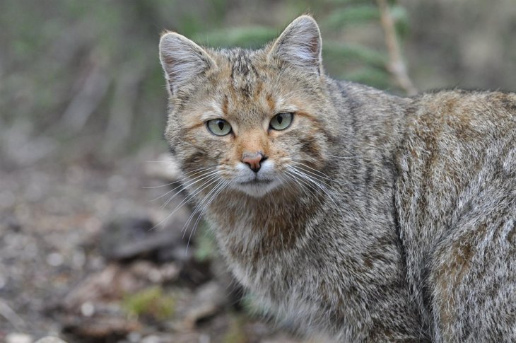 Кот с забавной мордашкой стал новой звездой Сети (ФОТО)