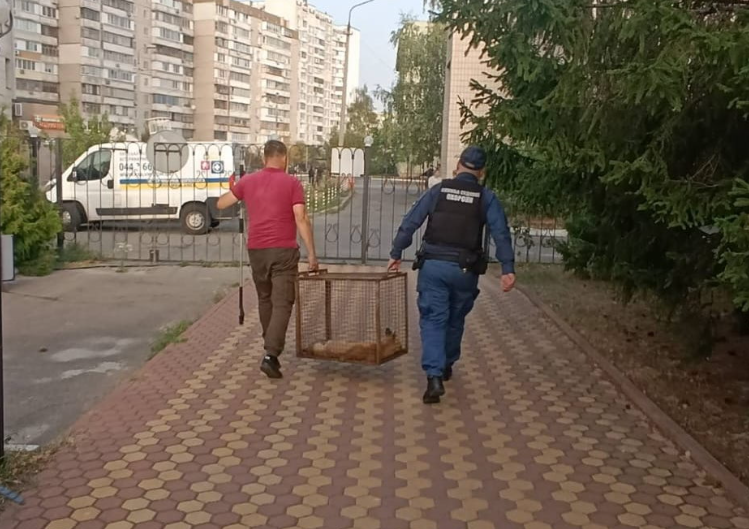 В Дарницком суде поймали хищного зверя