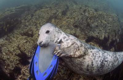 Сеть хохочет до слез: тюлень знатно проучил дайвера-«папарацци»