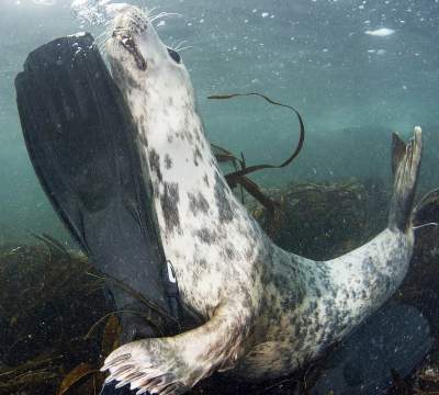 Сеть хохочет до слез: тюлень знатно проучил дайвера-«папарацци»