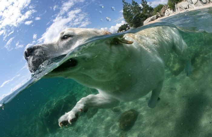 На границе воды и воздуха