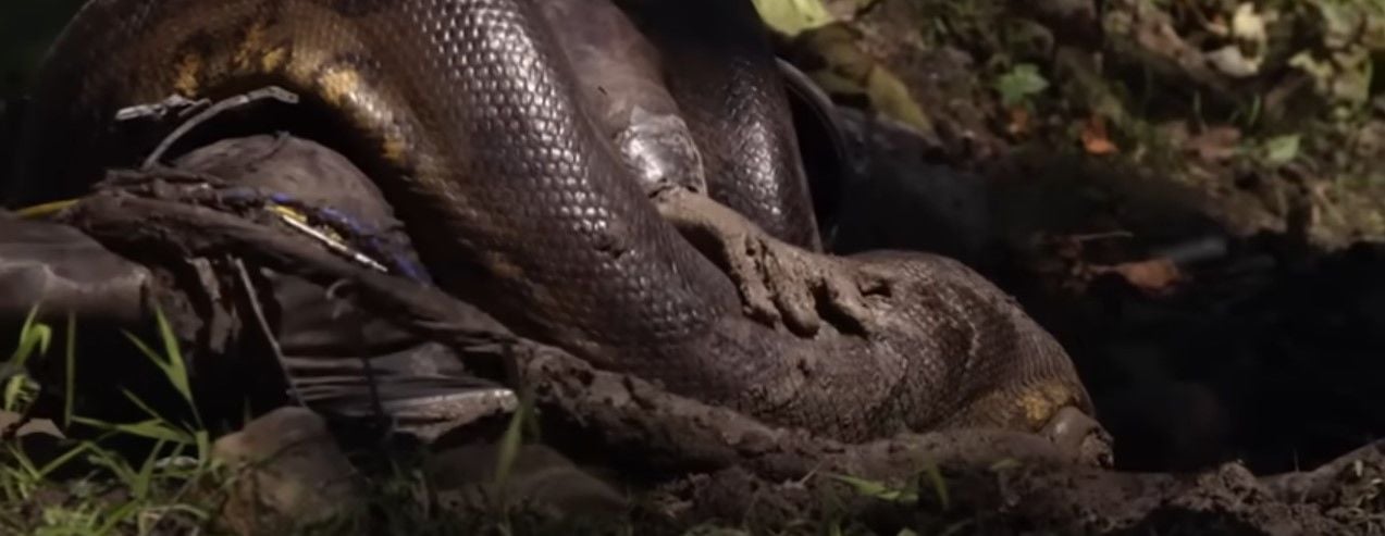 Чоловік дозволив змії з'їсти себе живцем / Фото: Discovery Channel / © 