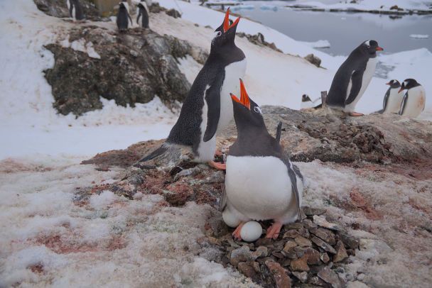 Субарктичні пінгвіни. Ілюстративне фото: facebook.com/AntarcticCenter / © 