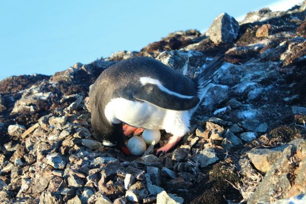 Субарктичні пінгвіни. Ілюстративне фото: facebook.com/AntarcticCenter / © 