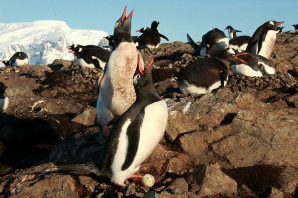 Субарктичні пінгвіни. Ілюстративне фото: facebook.com/AntarcticCenter / © 