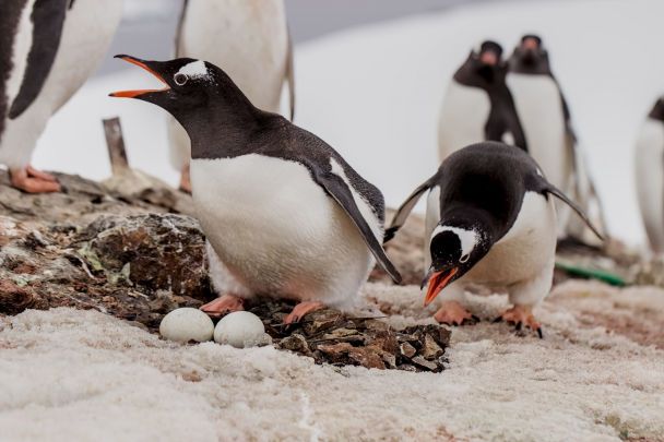 Субарктичні пінгвіни. Ілюстративне фото: facebook.com/AntarcticCenter / © 