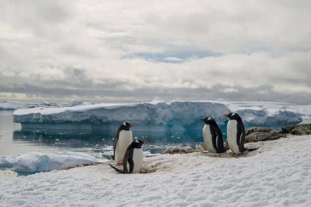 Субарктичні пінгвіни. Ілюстративне фото: facebook.com/AntarcticCenter / © 