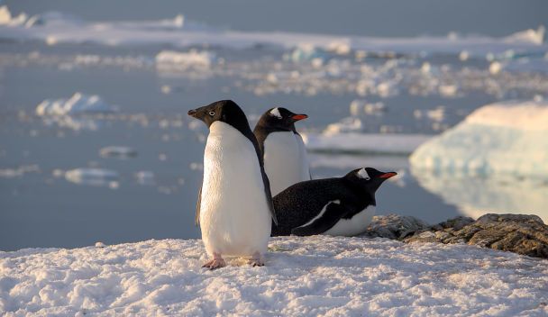 Субарктичні пінгвіни. Ілюстративне фото: facebook.com/AntarcticCenter / © 