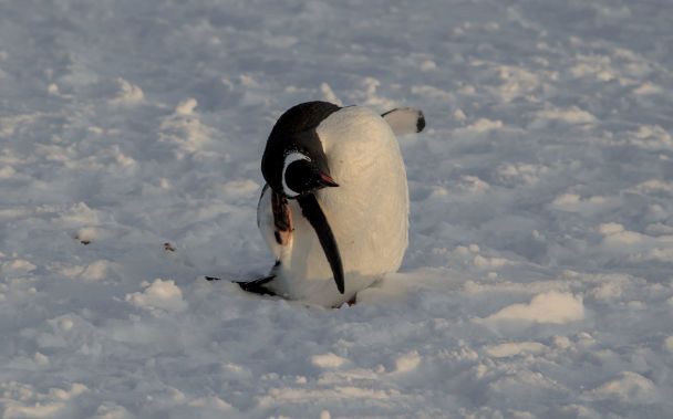 Субарктичні пінгвіни. Ілюстративне фото: facebook.com/AntarcticCenter / © 