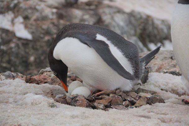 Субарктичні пінгвіни. Ілюстративне фото: facebook.com/AntarcticCenter / © 