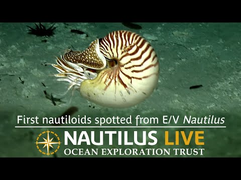 First nautiloids spotted from E/V Nautilus on last dive of season! | Nautilus Live