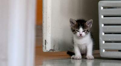 «Опасные» коты, которых лучше не забывать кормить