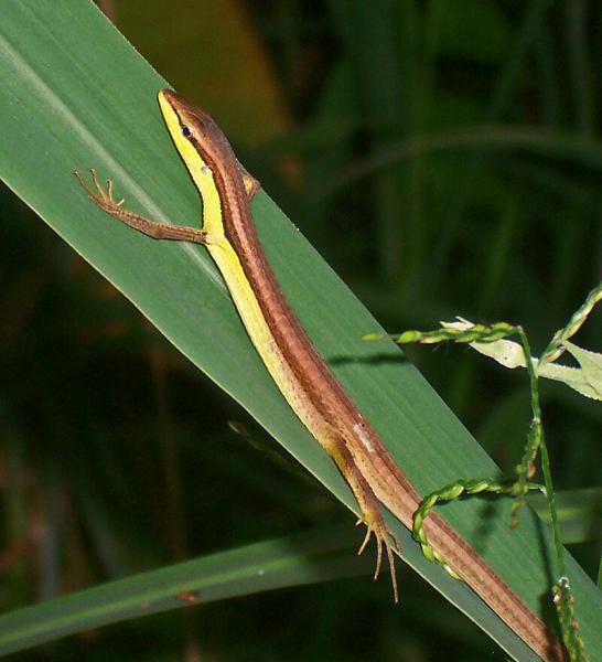 травяная ящерица Takydromus sexlineatus