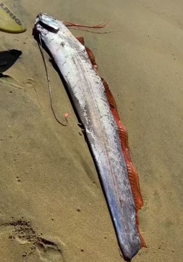 Риба Судного дня / © скриншот з відео