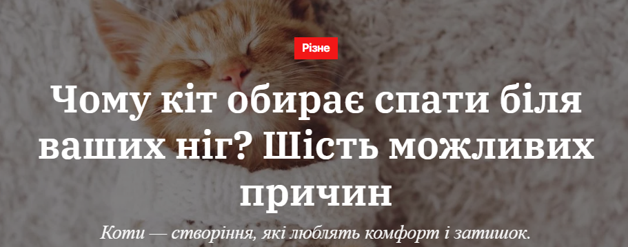 Чому кіт обирає спати біля ваших ніг? Шість можливих причин