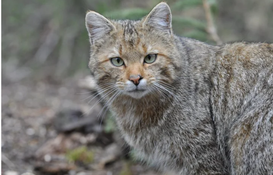 Кот с забавной мордашкой стал новой звездой Сети (ФОТО)