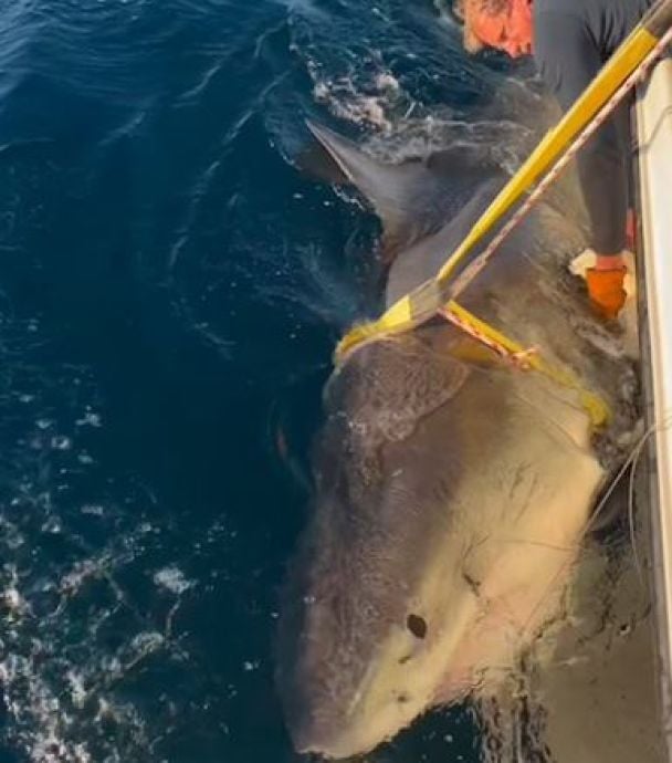 Акула Контендер / Фото: instagram.com/ocearch / © 