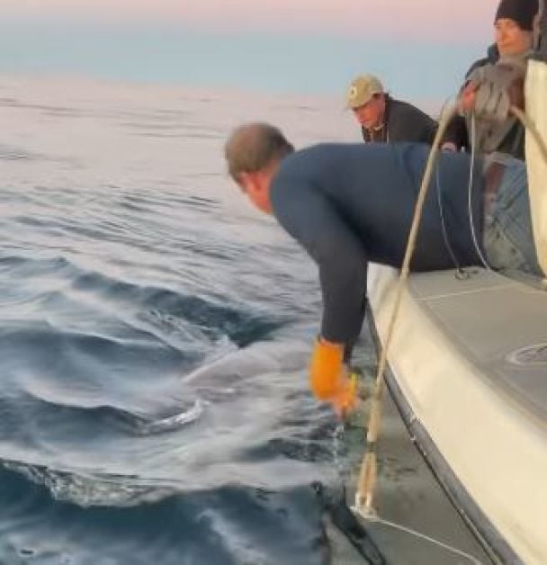 Акула Контендер / Фото: instagram.com/ocearch / © 