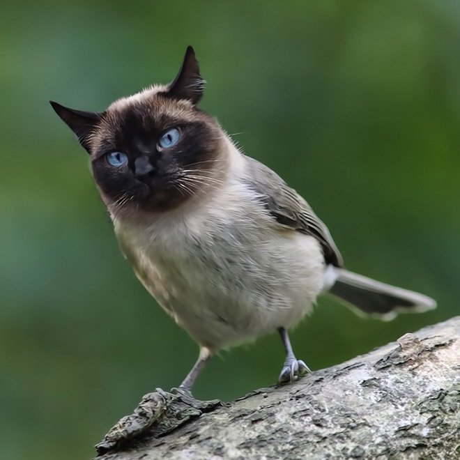 Котоптицы или птицекошки от мастеров фотошопа