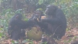 Шимпанзе їдять ферментовані фрукти з етанолом / Фото: Anna Bowland/Cantanhez Chimpanzee Project/University of Exeter