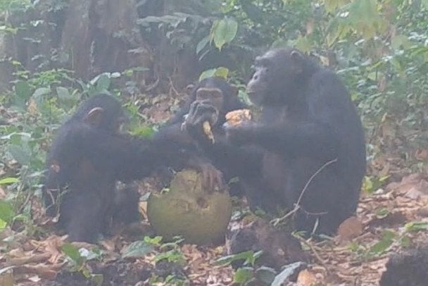 Шимпанзе їдять ферментовані фрукти з етанолом / Фото: Anna Bowland/Cantanhez Chimpanzee Project/University of Exeter