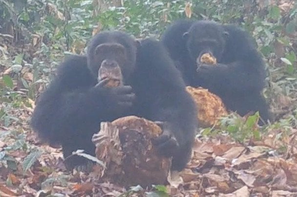 Шимпанзе їдять ферментовані фрукти з етанолом / Фото: Anna Bowland/Cantanhez Chimpanzee Project/University of Exeter