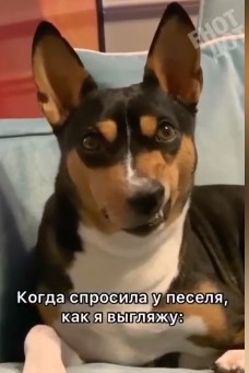 Мережі насмішила незадоволена реакція собаки на стильний образ господині (ФОТО)