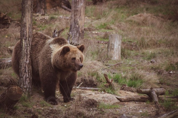 Ведмідь знайшов фотокамеру і зробив 400 селфі за одну ніч