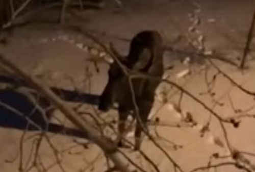 Лось загнав зляканого чоловіка на дерево (ВІДЕО)