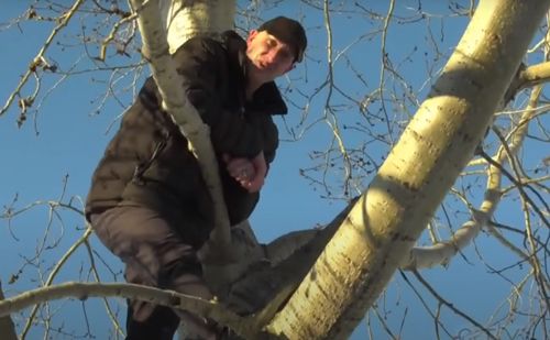 Лось загнав зляканого чоловіка на дерево (ВІДЕО)
