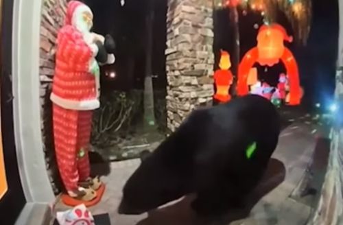 Голодний ведмідь залишив подружжя без замовленого фаст-фуду (ВІДЕО)