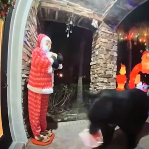 Голодний ведмідь залишив подружжя без замовленого фаст-фуду (ВІДЕО)